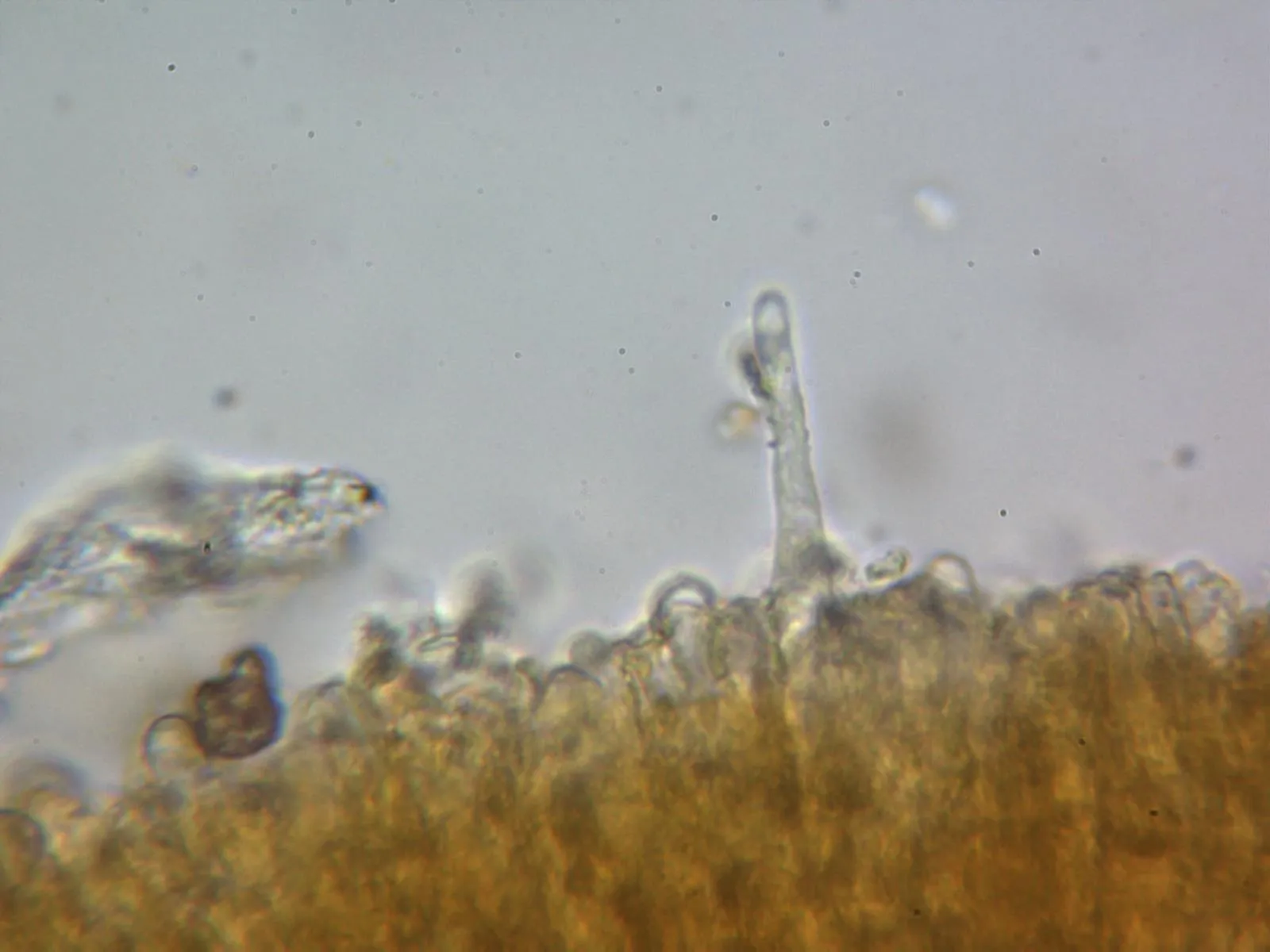 Microscopía de Phlebiodontia subochracea - 10 - Cistidio 3